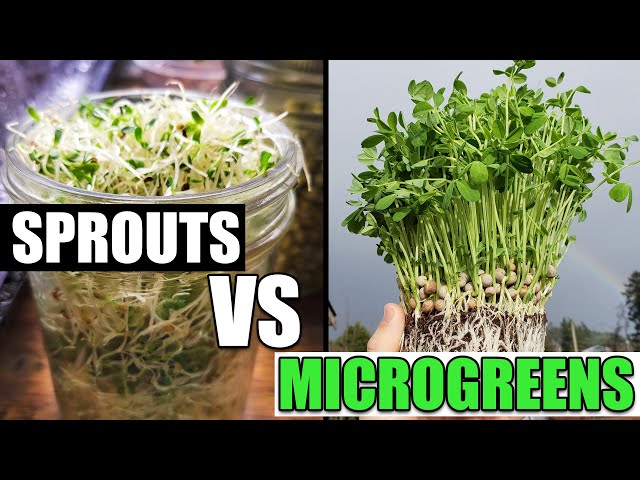 Sprouts vs Microgreens - Garden Quickie Episode 122