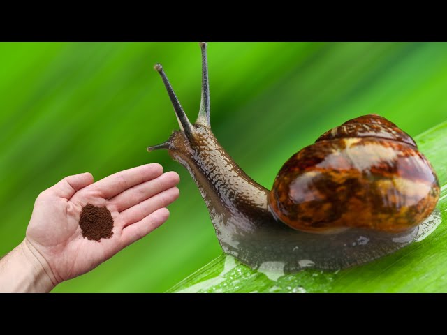 Snails disappear from the garden in 1 minute without poison or traps