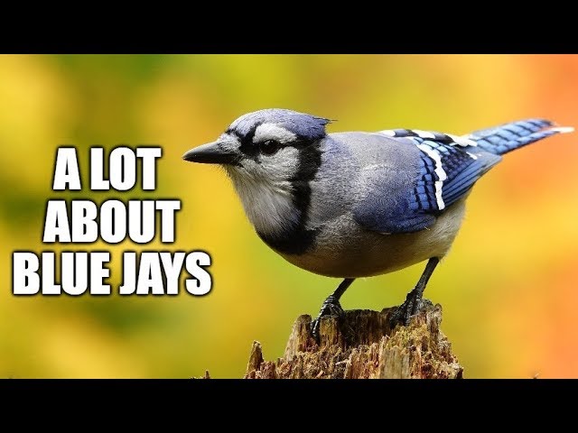 A lot About Blue Jays