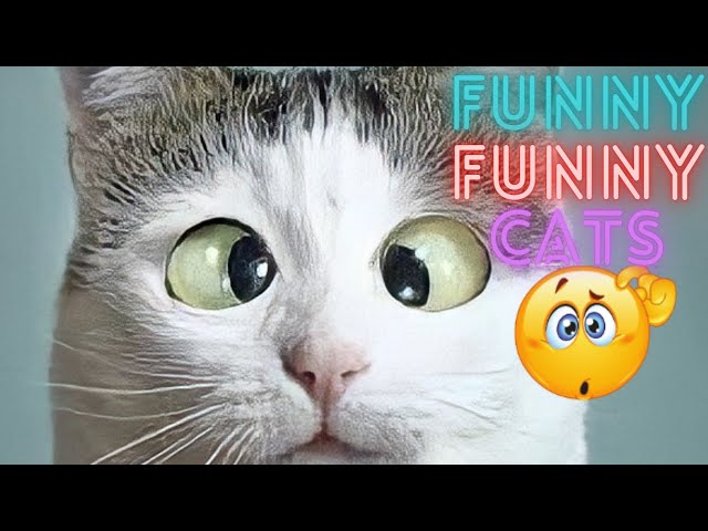 2 HOUR BEST FUNNY CATS COMPILATION 2023 😂| The Best Funny And Cute Cat Videos 8 !😸 😸