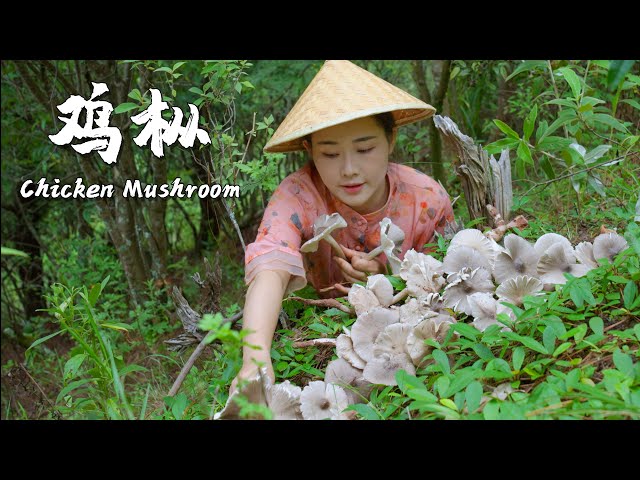 The favorite wild mushroom of Yunnan people——Chicken Mushroom