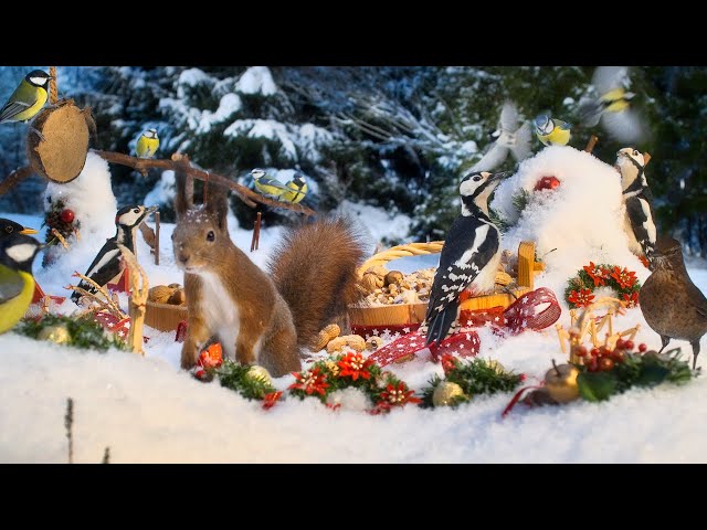 Christmas with Forest Friends🎄 10 hours Cat & Dog TV 😽🐶  4K HDR