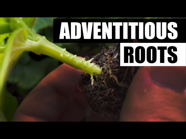Adventitious Roots Explained - Garden Quickie Episode 53