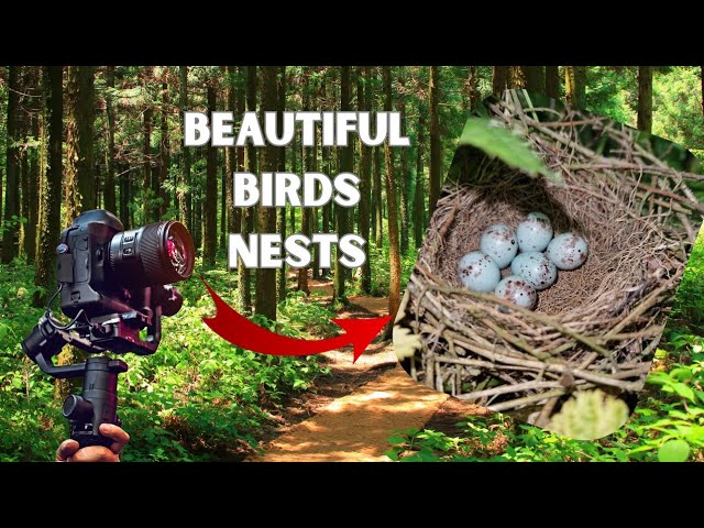 SECRET Bird Nest Camera! 8 of the BEST British Bird Nests! Birds Feeding Chicks