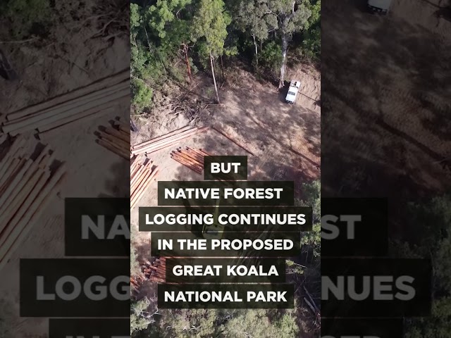 Why is NSW Still Logging the Great Koala National Park? #shorts #auspol