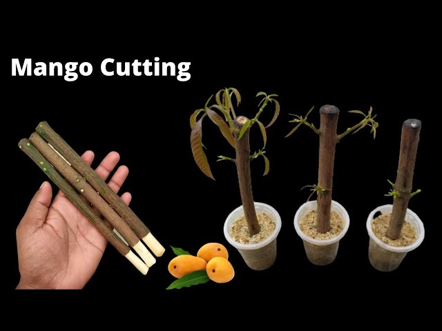 How to propagate mango tree from cuttings || grow mango tree cutting