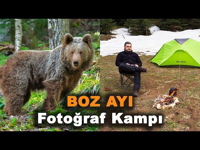 Boz Ayı Fotoğraf Kampı - Grizzly Bear Photo Camp