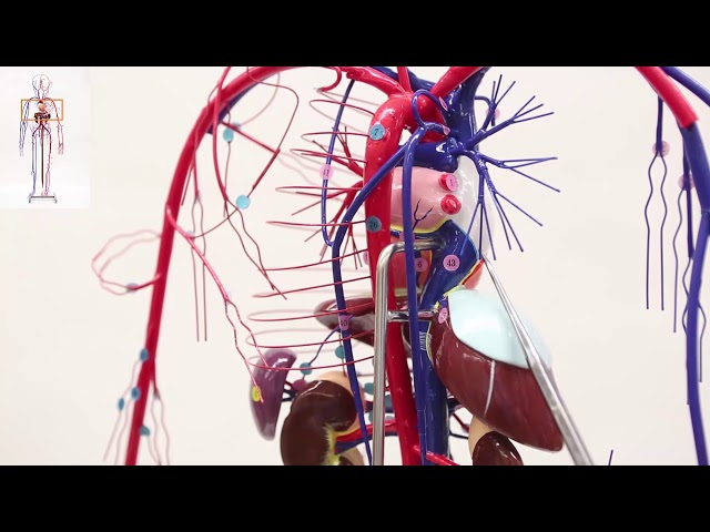 Wire Man (Blood Vessels)