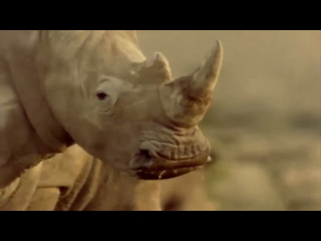 The Rhino War - Wildlife Documentary