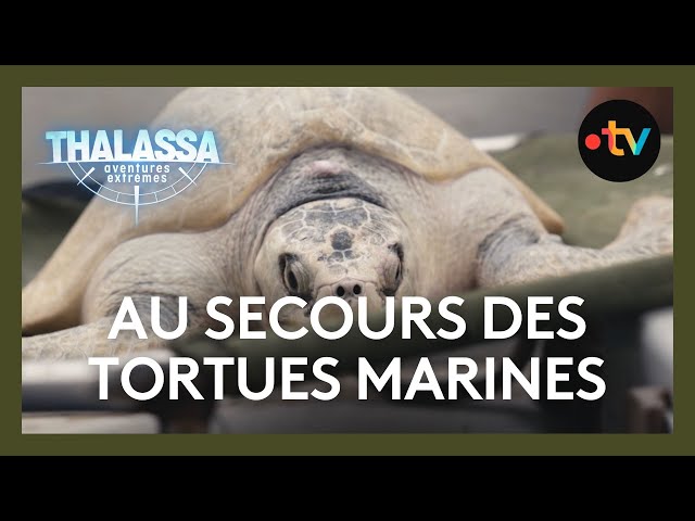 24h dans un centre de soins pour tortues marines - Thalassa
