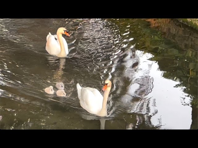 🇩🇪 Düsseldorf 💫 Reality film 🦢💦 Hofgarten 💫 Swan family 8 💫 6th day of life 💫 09.05.2024