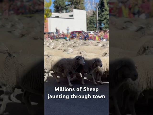 Did someone lose a couple Sheep?