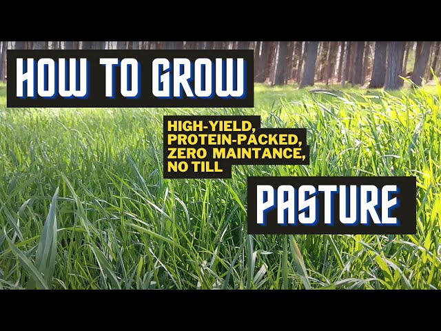 Yes, You Can Grow Pasture Without ANY Machines