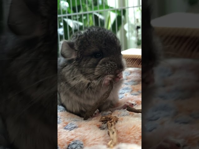 Baby Chinchilla eating dandelion root