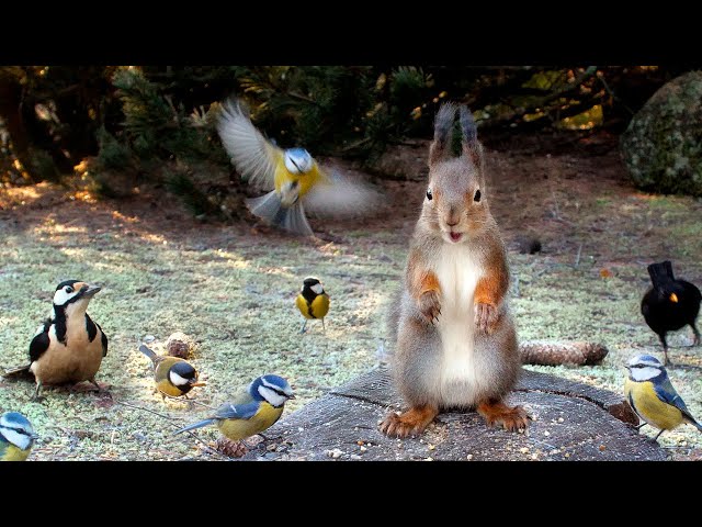 Hang Out with Little Birds and Fluffy Squirrels: 10 hours Cat & Dog TV