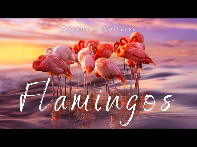 Beautiful Pink Flamingos Birds Blue Moon Universe