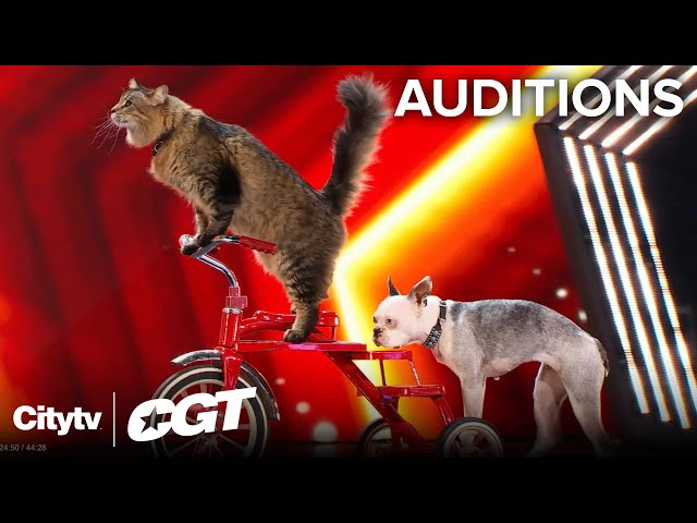 Paws-itively Talented 🐾🤩 The Ultimutts Steal The Spotlight! | Auditions | Canada's Got Talent 2024