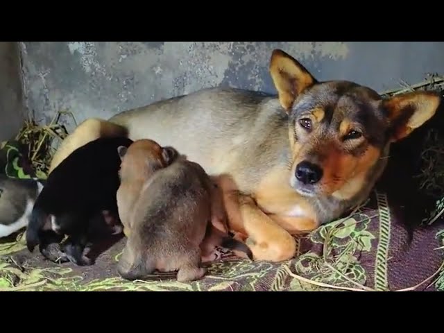 Man Builds Big House for Puppies Born on His Bed and Completely Renovates the Yard