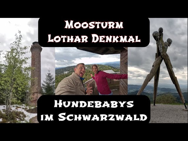 Moosturm - Lothar Denkmal - Hundebabys / Schwarzwald mit @itsmanutheman1716