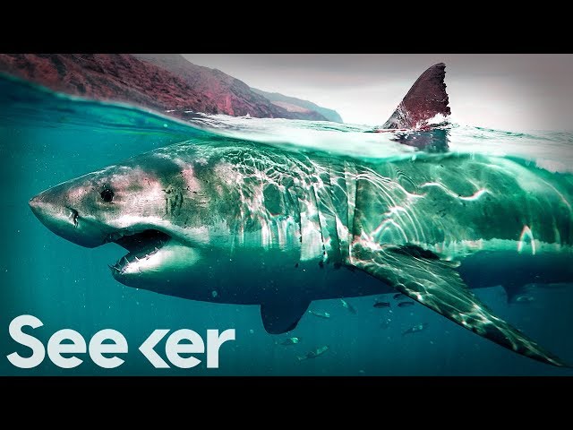 This Is the Only Proven Way to Deter a Great White Shark | The Swim