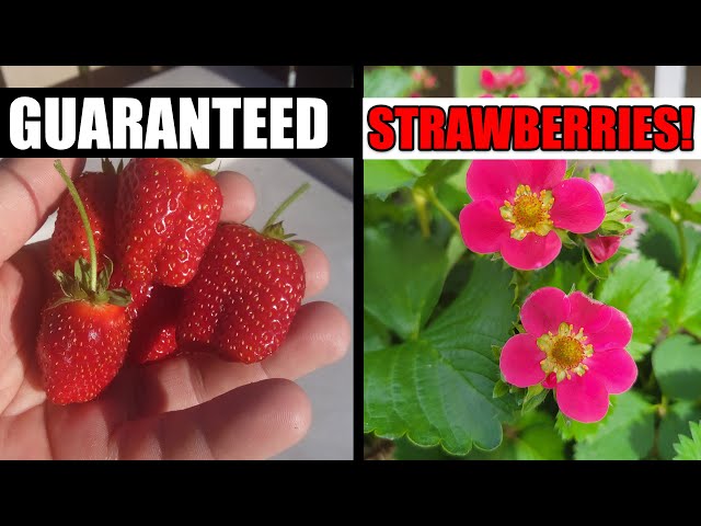 Get More Strawberries! - Garden Quickie Episode 71