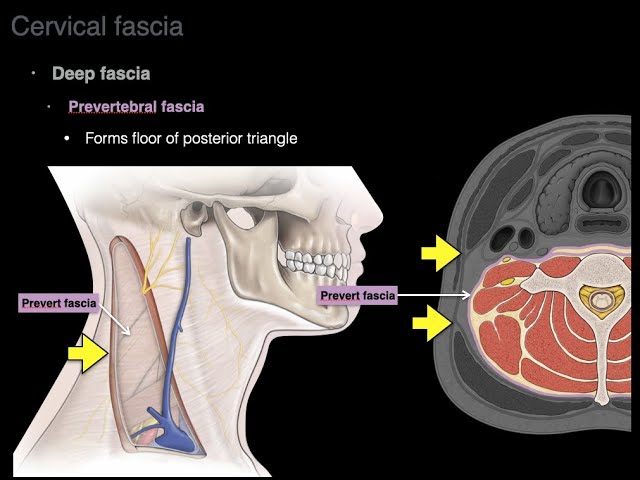 Cervical fascia