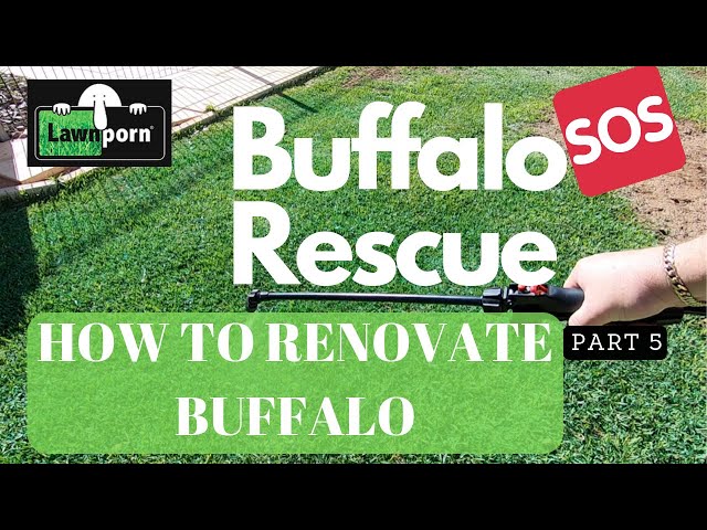 Buffalo Renovation / Buffalo Rescue Part 5 / HOW TO SPRING RENOVATE YOUR BUFFALO LAWN