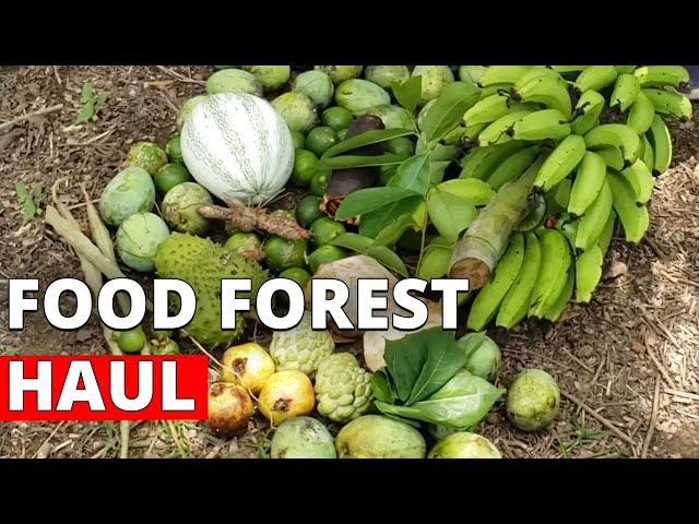Food Forest Haul #Shorts