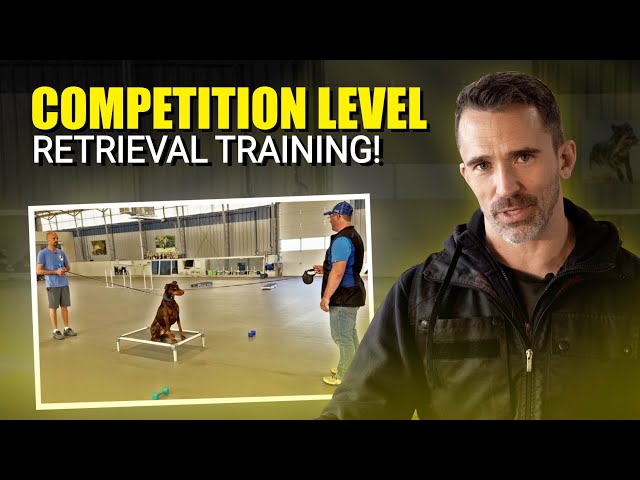 How to Teach Your Dog a Competitive Retrieve!
