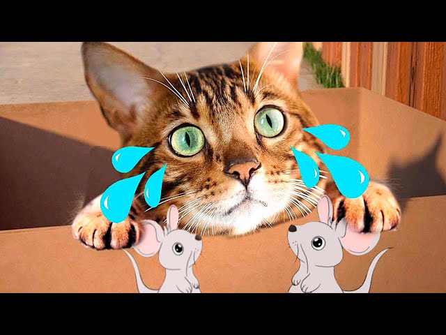 My Little Cat Simulator : Kitties Family NEW Adventure Games iOS - Play Fun Cute Kitten #3