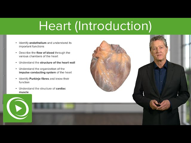Heart: Structure, Function & Chambers  – Histology | Lecturio