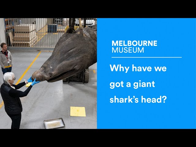3D scanning our giant Basking Shark's head