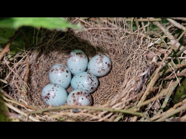 UK Bird Nests - Bullfinch, Linnet, Song Thrush & Chiffchaff + Reed Bunting Bird Song