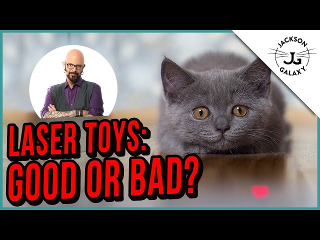Can a Laser Toy Make Your Cat Crazy?!