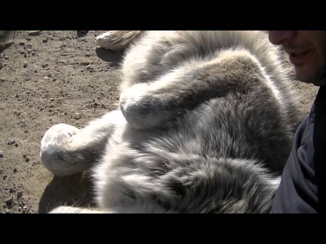 Wacipi Wolf Snuggles