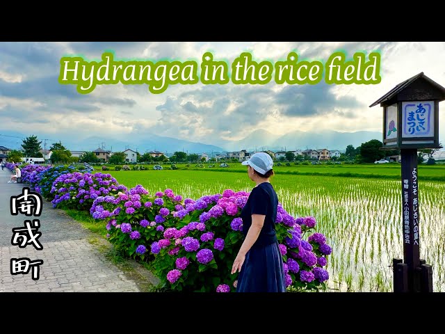 Hydrangea in the rice field 『2023開成町あじさいまつり』アジサイが見頃です