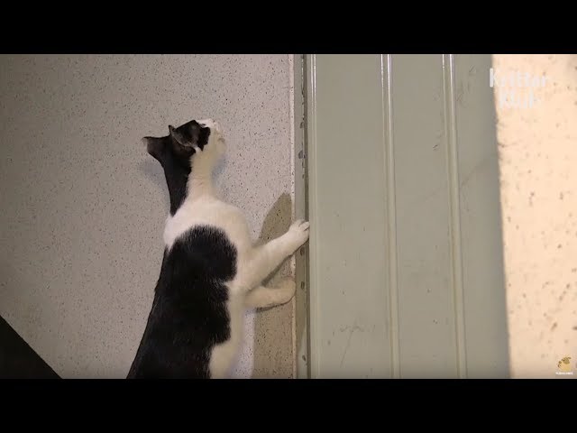 Cat Is A House Intruder (Part 1) | Kritter Klub