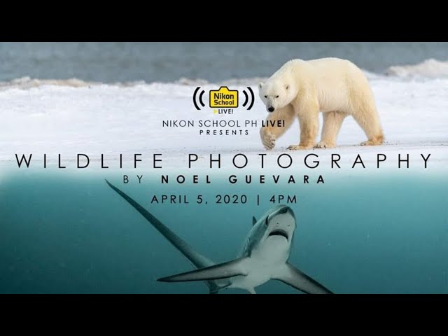 Nikon School Live: Wildlife Photography