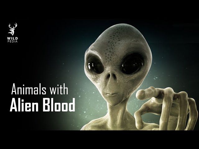 Alien Blood - Animals Whose Blood Isn't Red