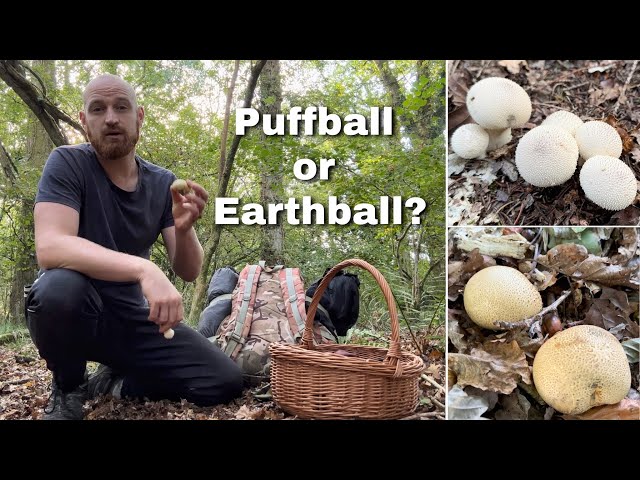 Edible Puffball or Poisonous Earthball Mushroom? Side By Side Comparison