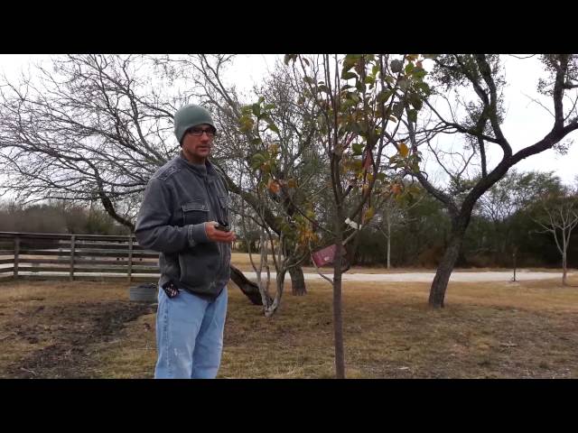 Pruning Pear Trees for the First Time