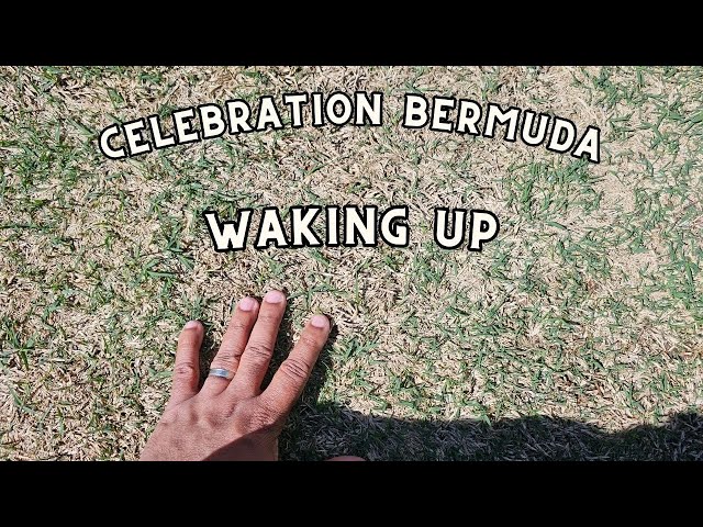 Shade tolerant celebration bermuda waking up