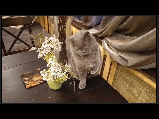Simon, British Shorthair Cat, Lazy Playing | Chat Britannique Paresseux Joue