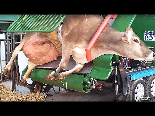 LIVE!!! Proper Care For Cows That Will Surprise You | Best Working Compilation| Big Farm Machines
