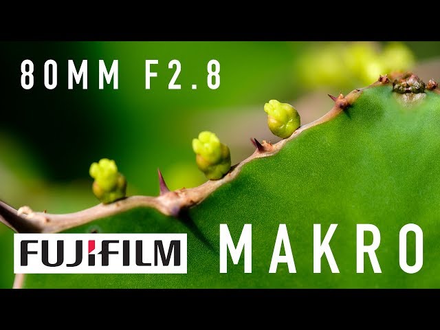 Schärfer geht's nicht: Fujifilm 80mm f2.8 Macro