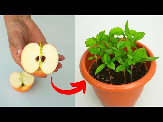 How to grow apple tree from seeds at home 🍎 growing apple tree from seeds