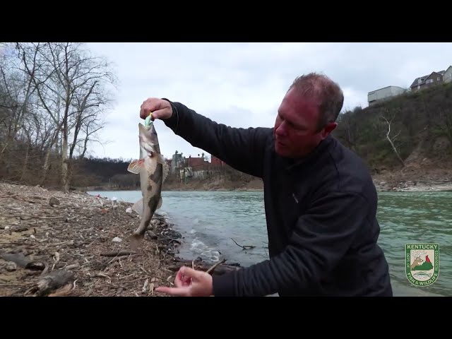 A Quick Sauger Fishing Trip on the Kentucky River