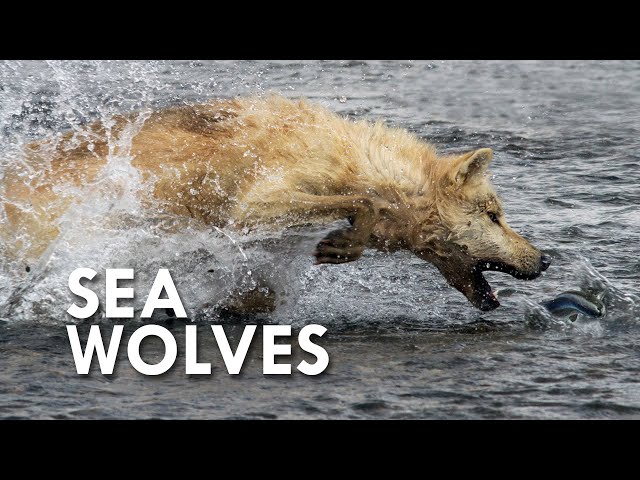 Sea Wolves: When Mammals Go to Sea