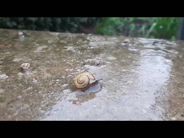 snail timelapse
