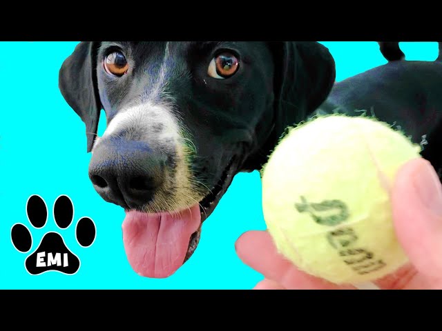 Fast Running Dog Emi (English Pointer) Playing with Tennis Balls = Cute Dog Video